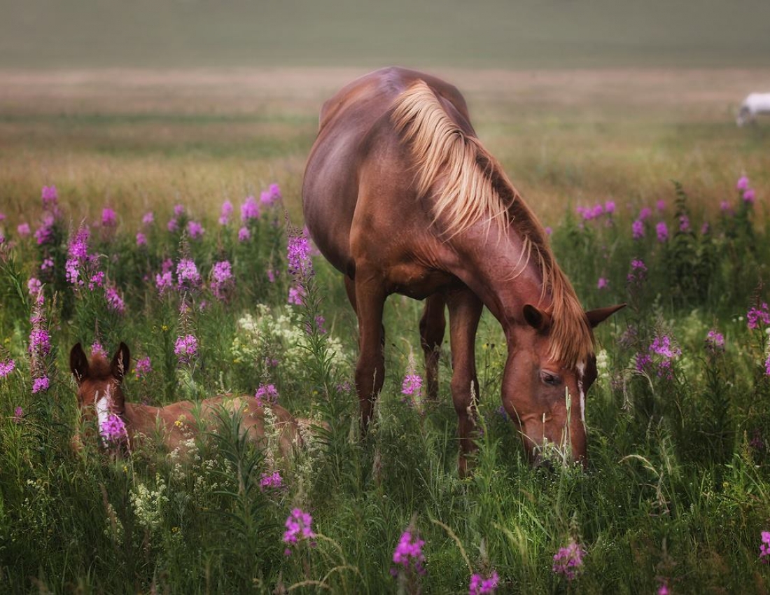 Красені-коні