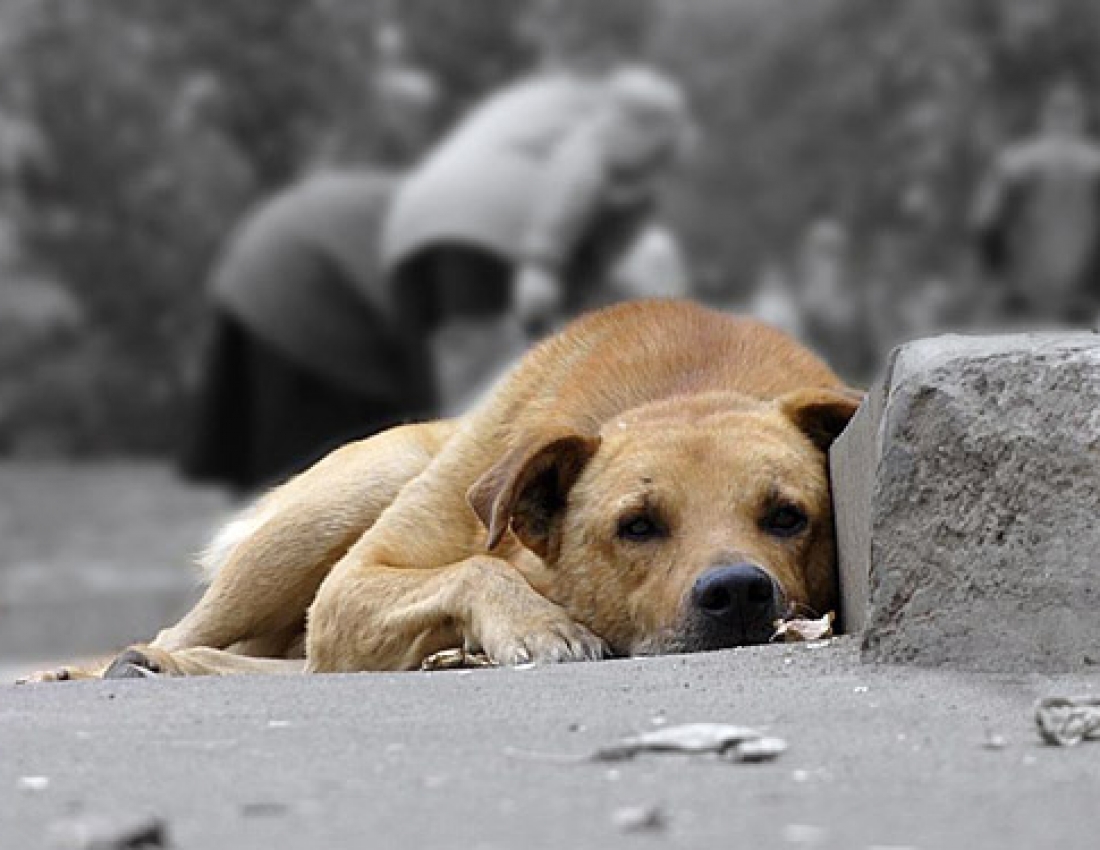 August 15 - World Stray Animals Day