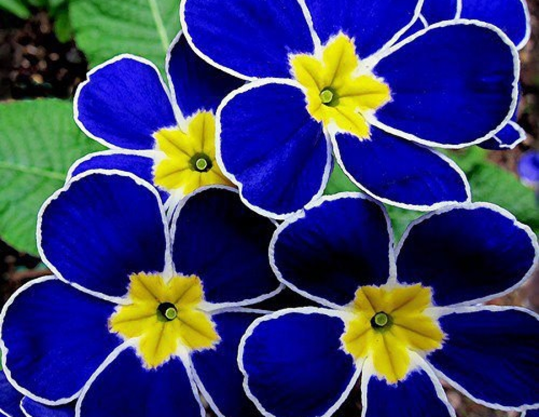 Квітковий рай