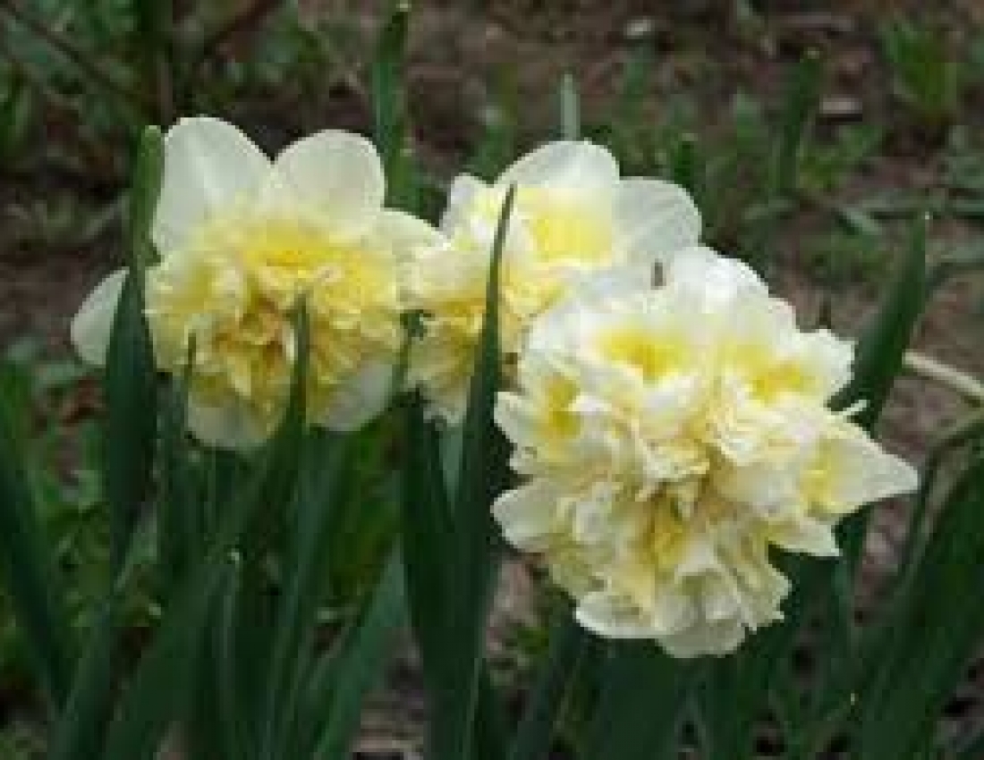 Весняні нарциси