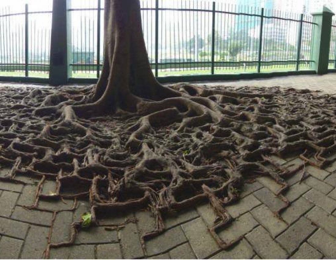 Дерево - воно завжди дерево