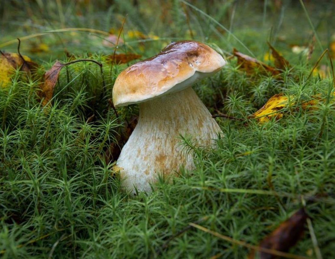 Гриби-грибки-грибочки...