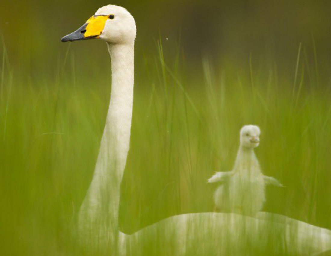 Лебеді кохання, лебеді материнства ...