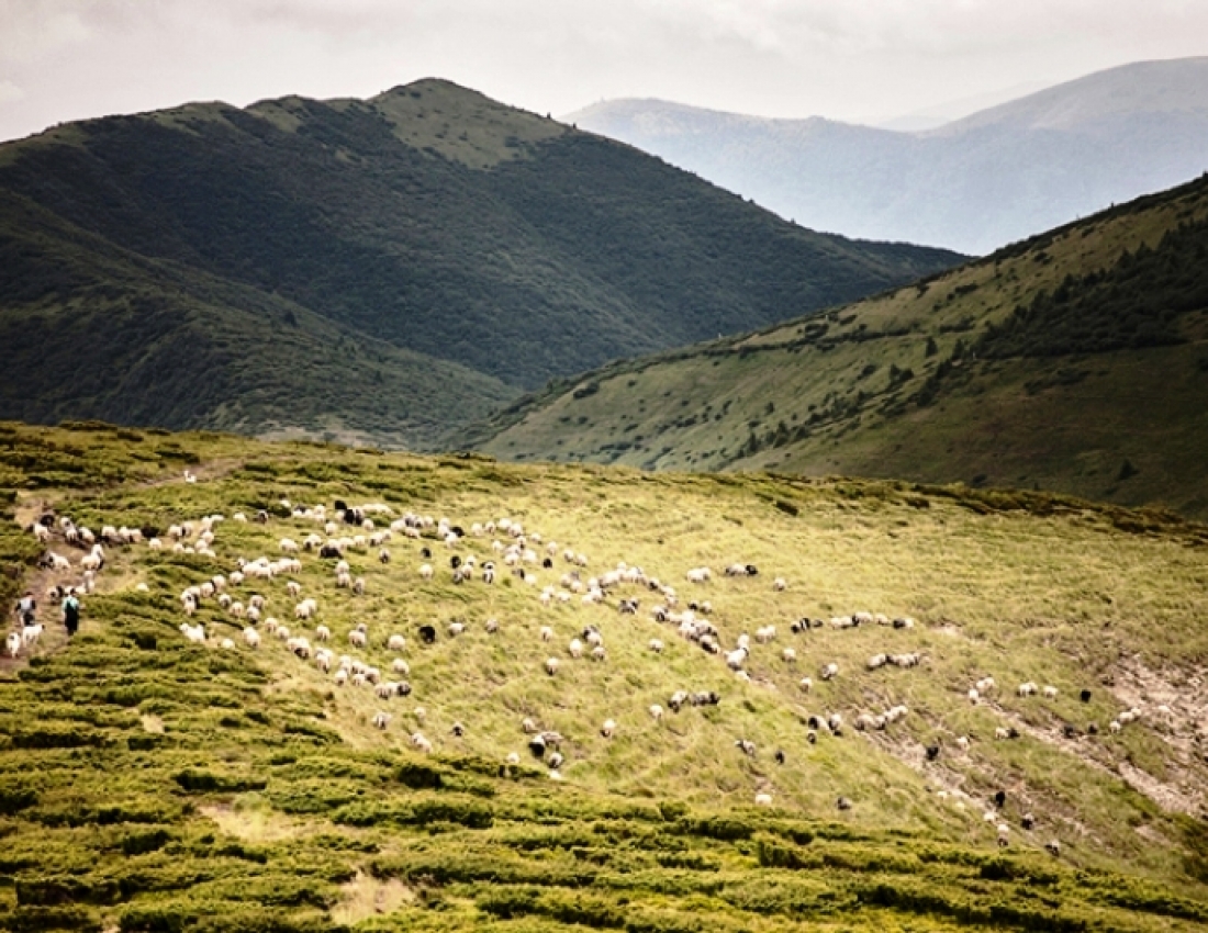 Краса карпатського літа: українська казка ...