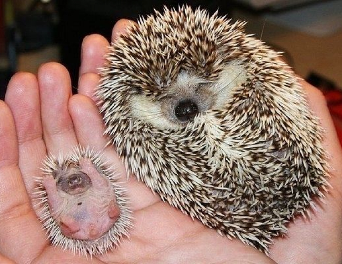 Дивовижні і колючі