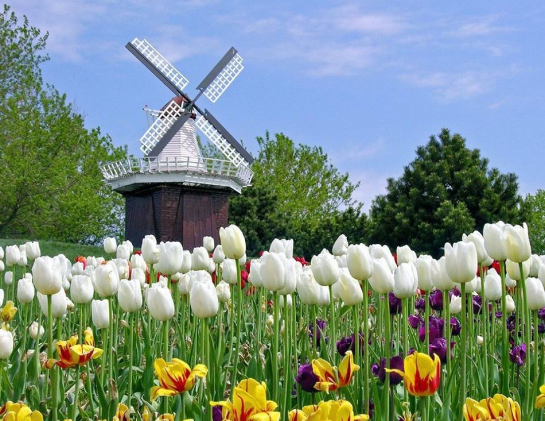 Така проста і така непередбачувана квітка... тюльпан