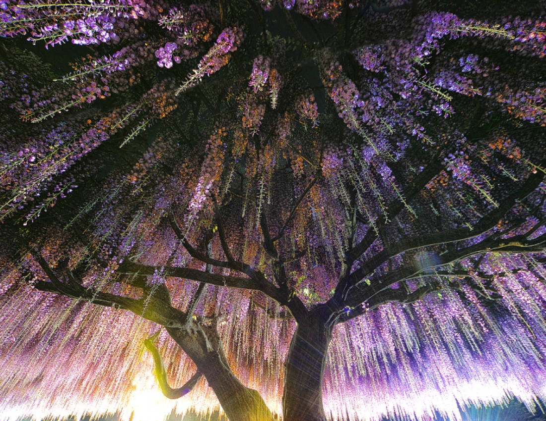 Вістерія - найпрекрасніша та найромантичніша рослина у світі