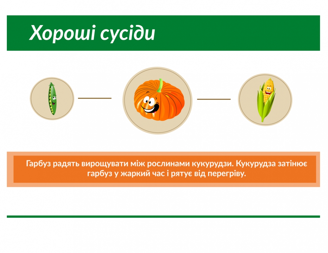 Сусідство овочів на городі