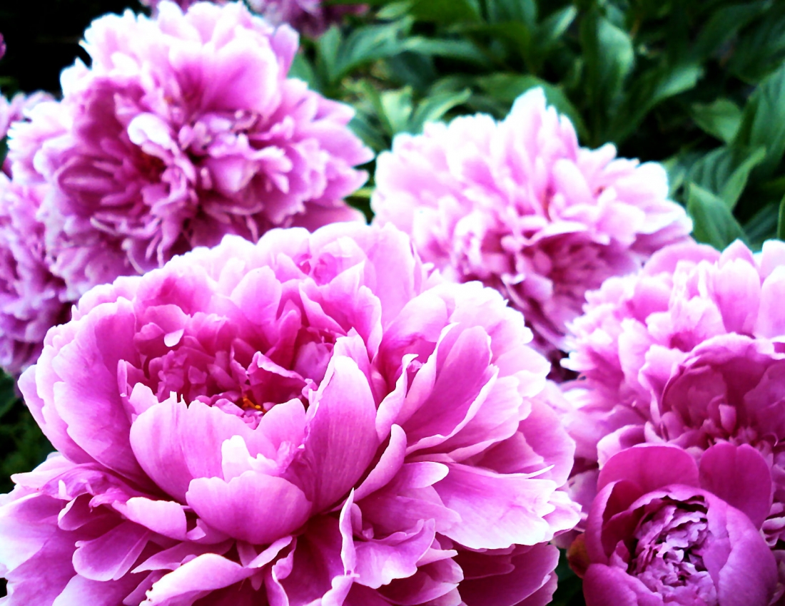 Півонія, півонія, кохання аромат...