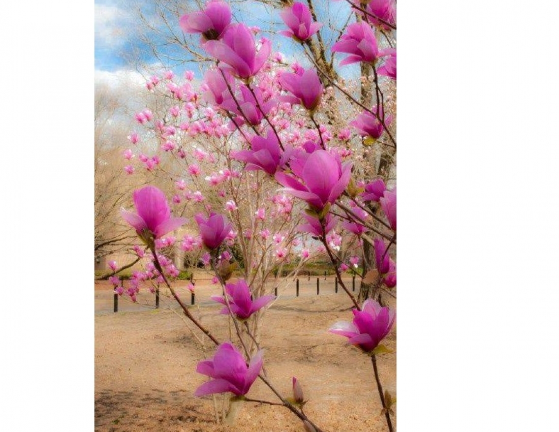 МАГНОЛІЯ - безцінний дарунок природи...