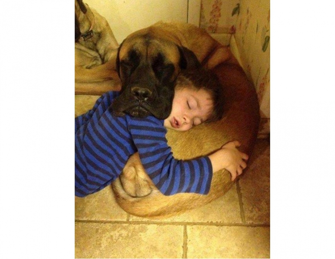 Брати наші менші... :-)