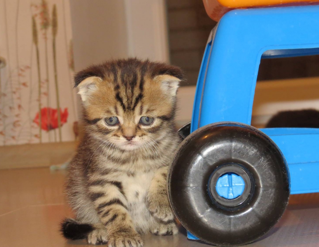 Наші наймиліші та найдорожчі серцю домашні друзі)