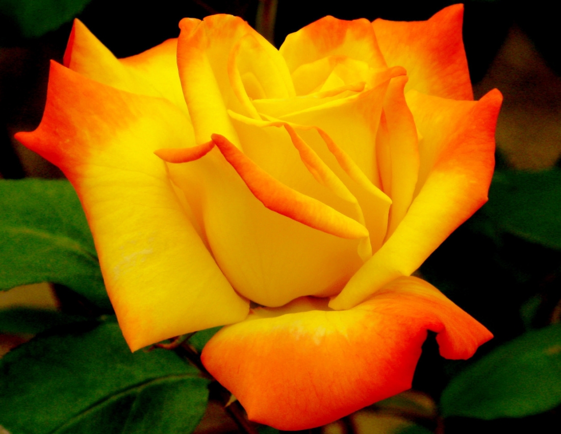 Цвітуть троянди – долі багряні,
ніжності квіти, крила любові ...