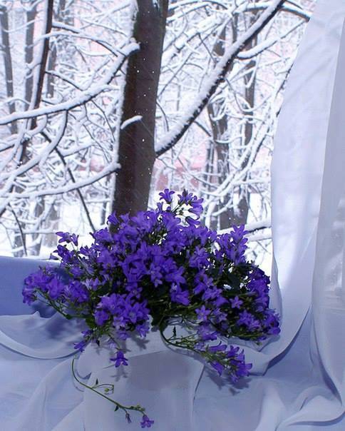 Зимонько-голубонько! 