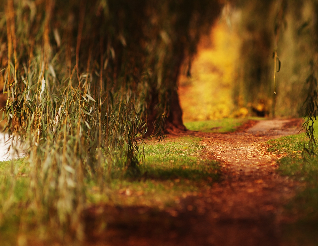 Павутинка бабиного літа ...