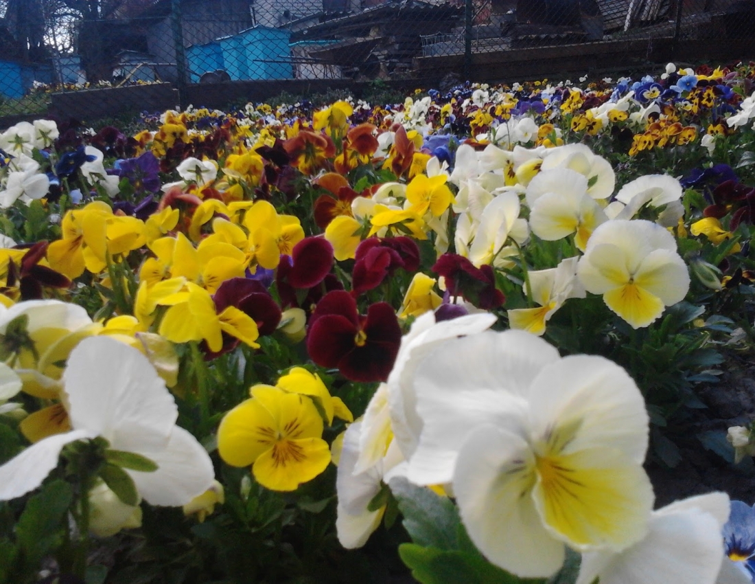 Очі наших братиків