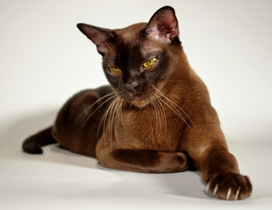 Наші наймиліші та найдорожчі серцю домашні друзі)