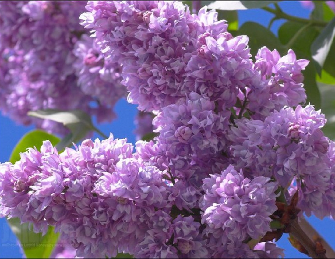 Бузок... Квітка нашого дитинства...