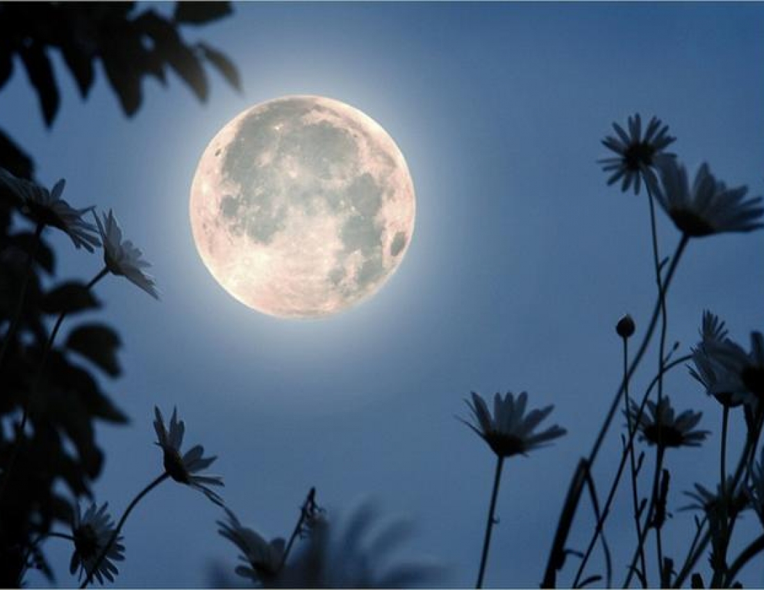 Доброї та ніжної всім української ночі!