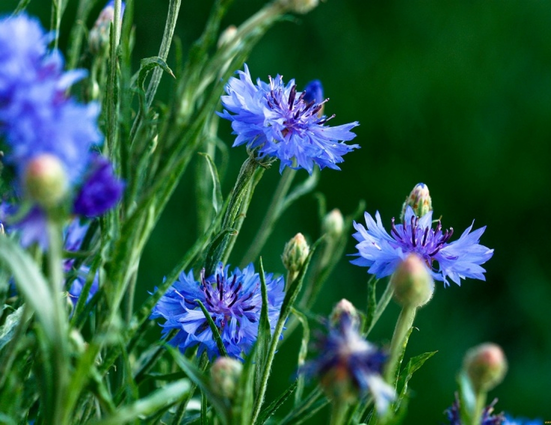Вечірнє сонце, дякую за день!І за волошки в житі золотому