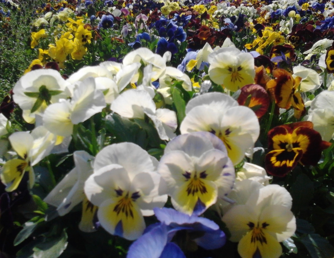 Очі наших братиків