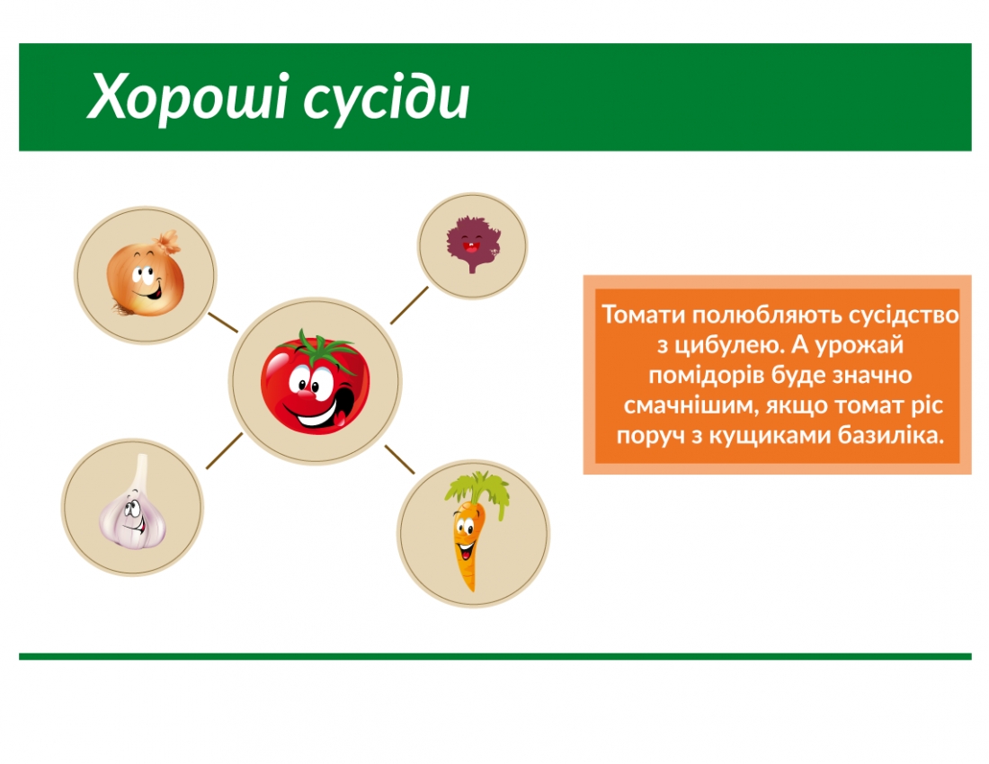 Сусідство овочів на городі