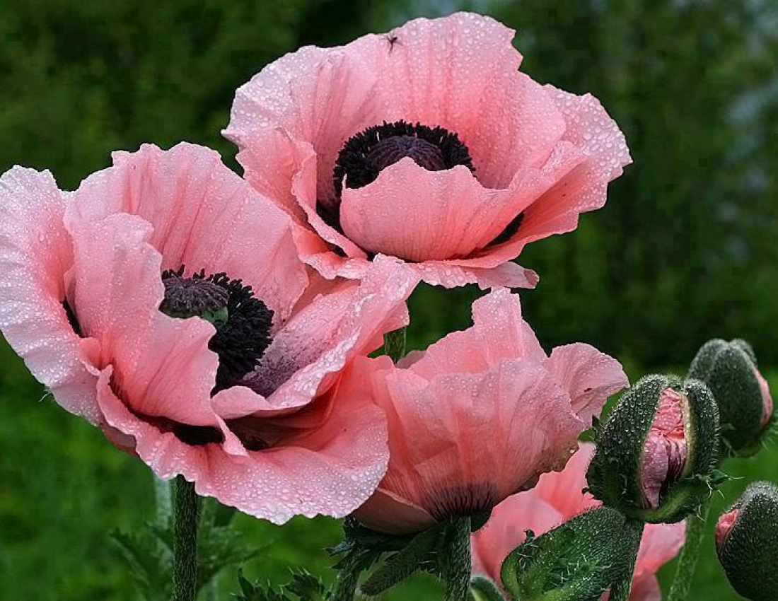 Маки... Квіти нашого мирного життя