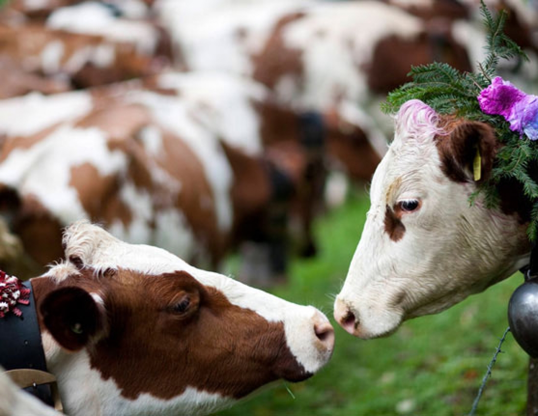 Найсмачніше молоко з таких корівок