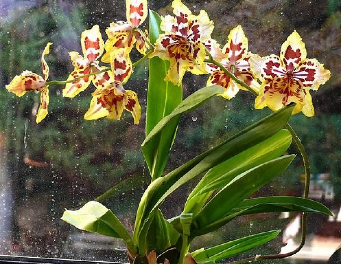 Нежность орхидей