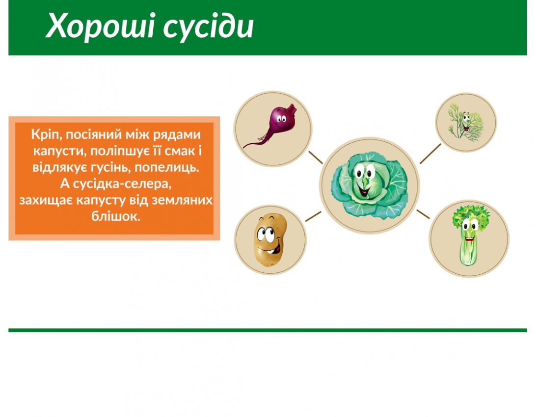 Сусідство овочів на городі