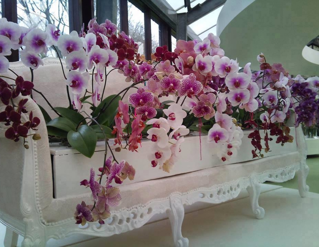Ніжність орхідей