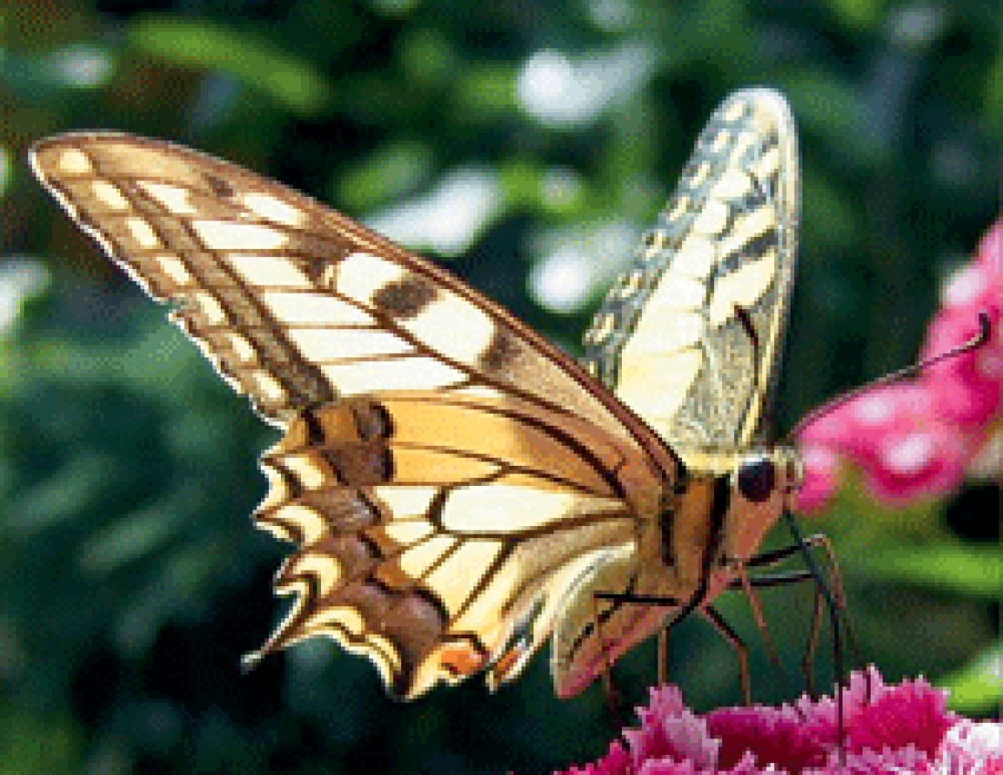 Ті, у кого життя - це квіти...