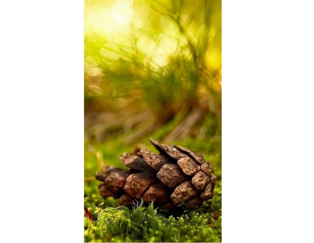 Шедеври золотої осені...