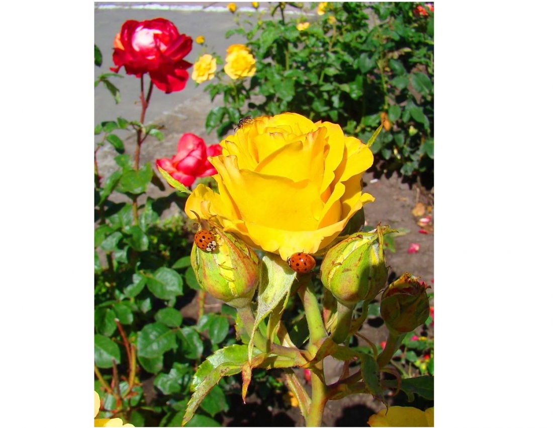 А день - мов казка: у ньому всі переливи сонця!