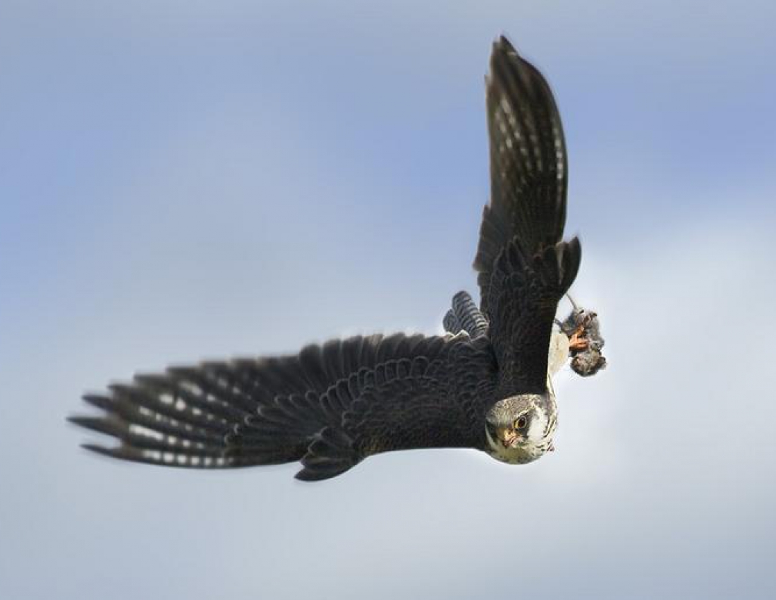 Чому я не сокіл, чому не літаю...