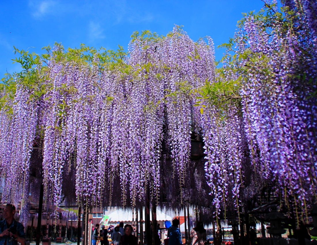 Вістерія - найпрекрасніша та найромантичніша рослина у світі