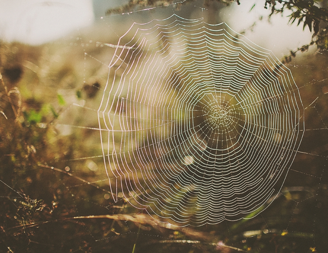 Павутинка бабиного літа ...