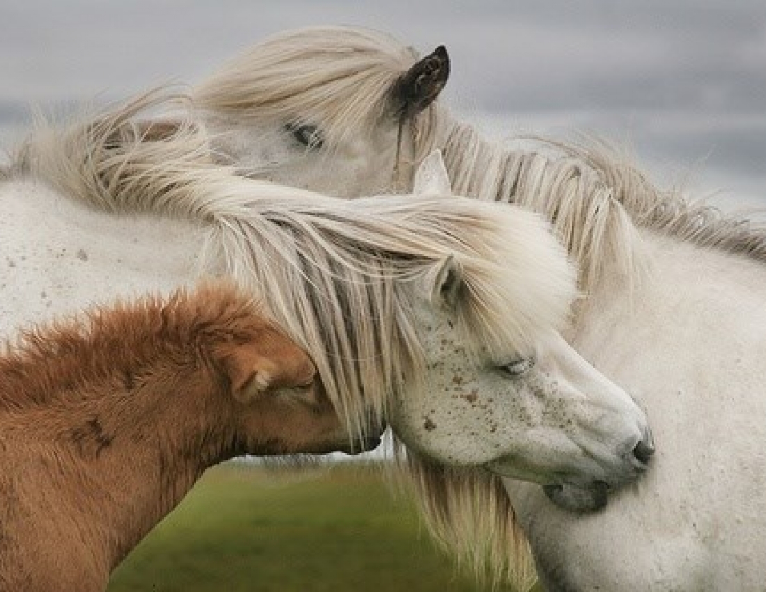 Красені-коні