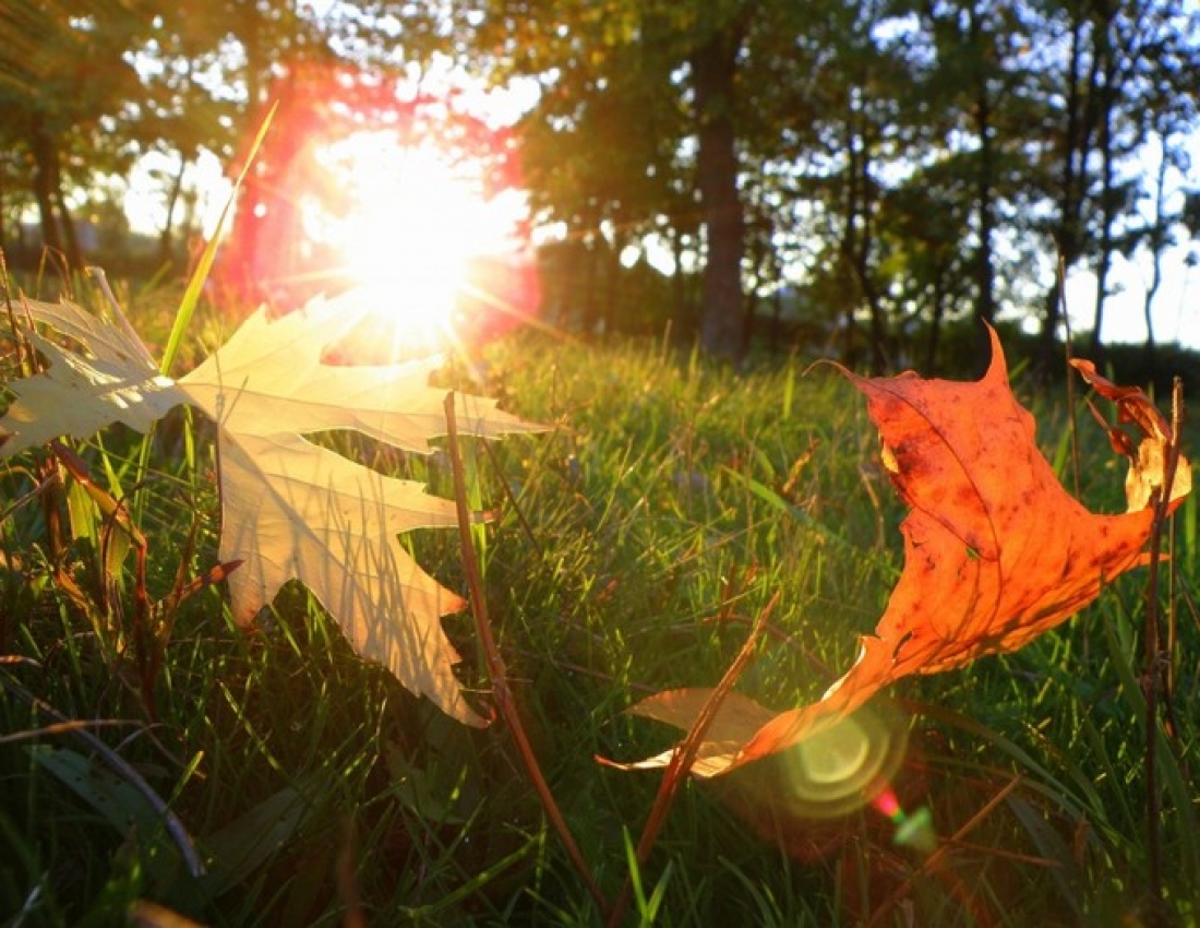 Павутинка бабиного літа ...
