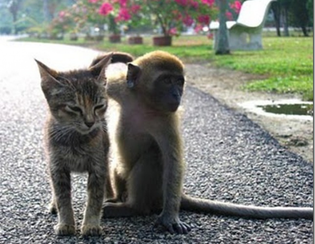 Дружба у світі тварин... :-)