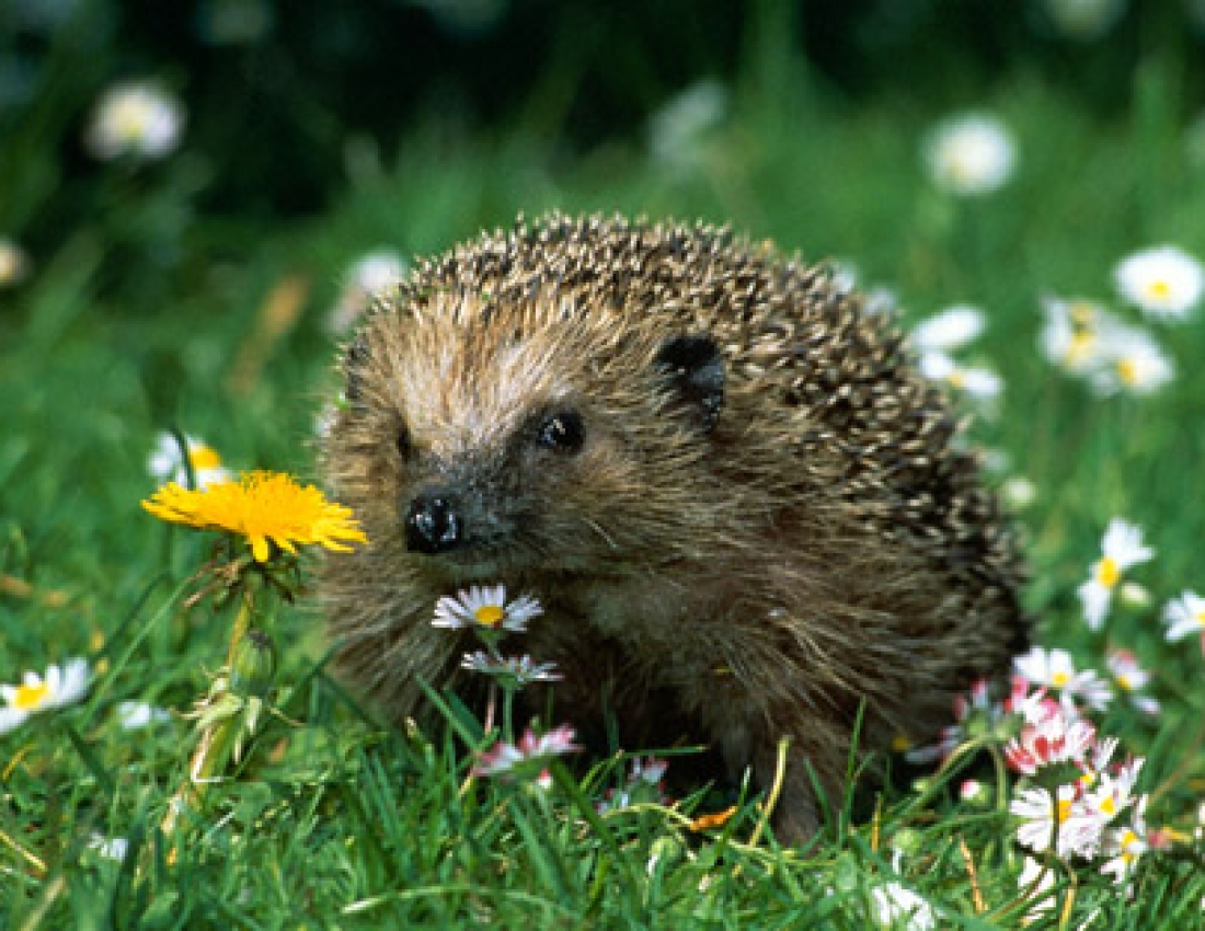 Дивовижні і колючі