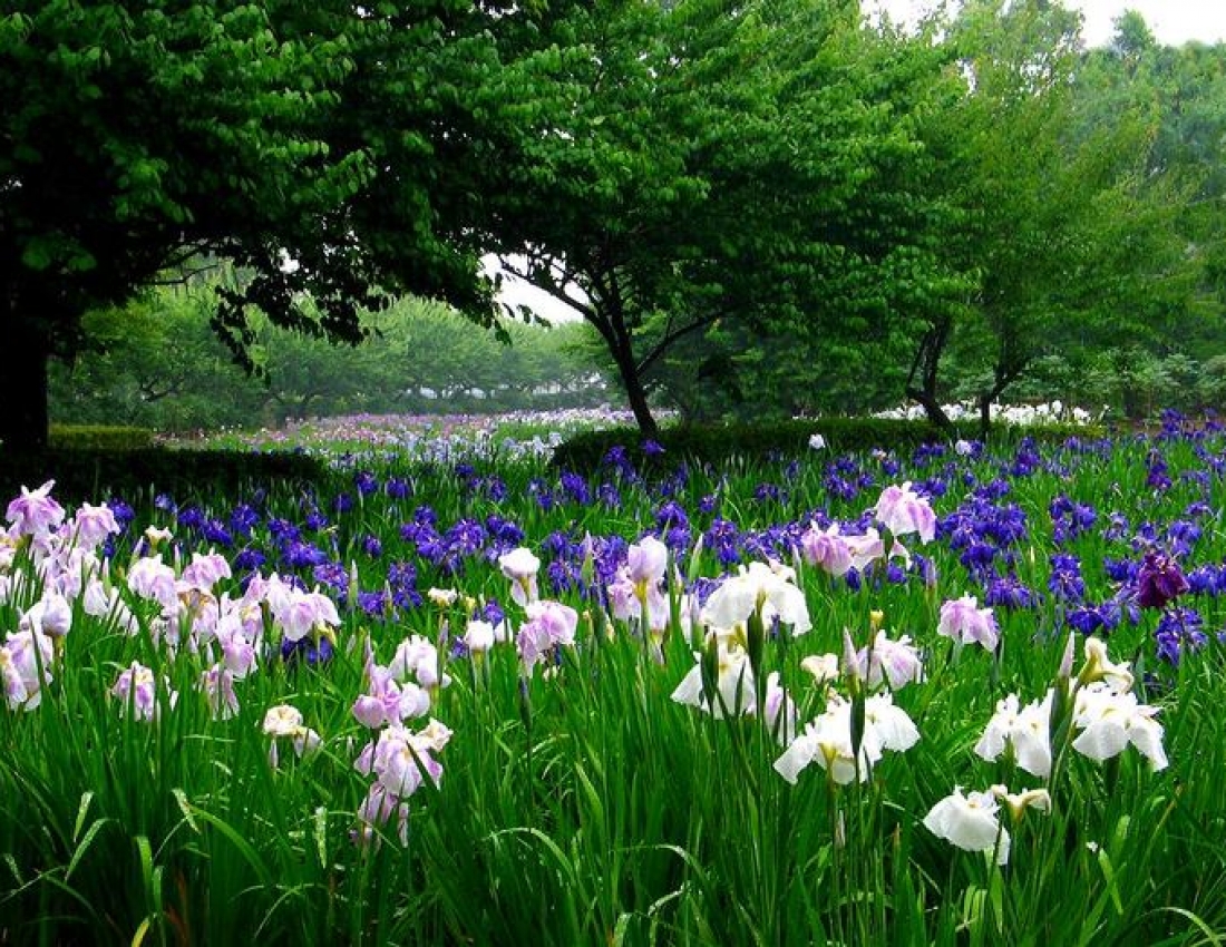 Квітка ірису - символ мужності та відваги...