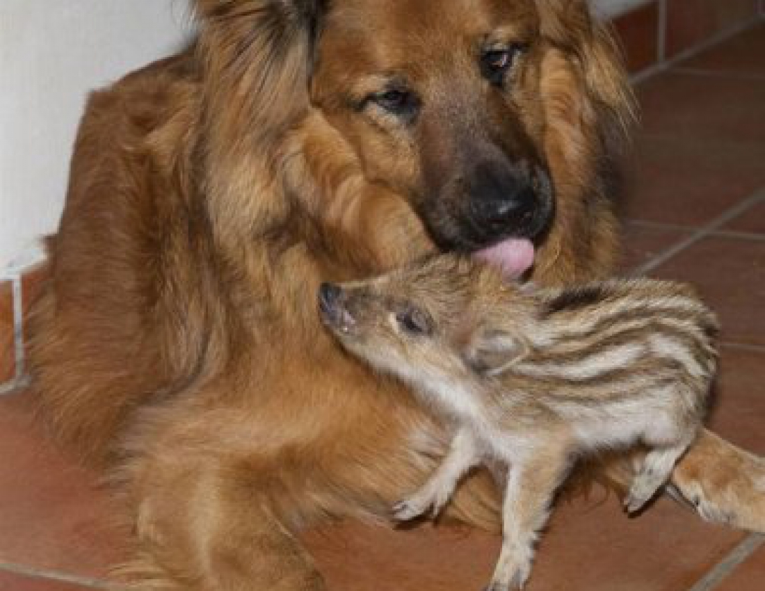 Дружба у світі тварин... :-)