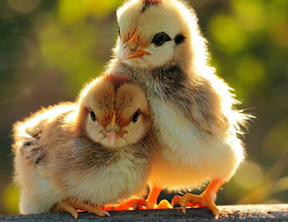 Весняні подарунки або жовторотики :-)