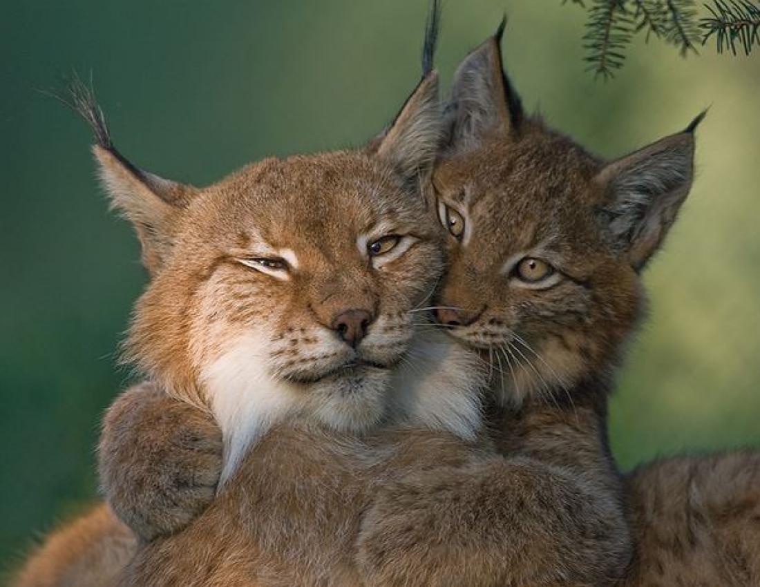 Цікавий світ природи-2