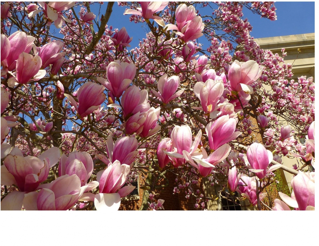 МАГНОЛІЯ - безцінний дарунок природи...