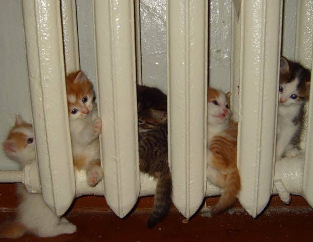 Которадіатор