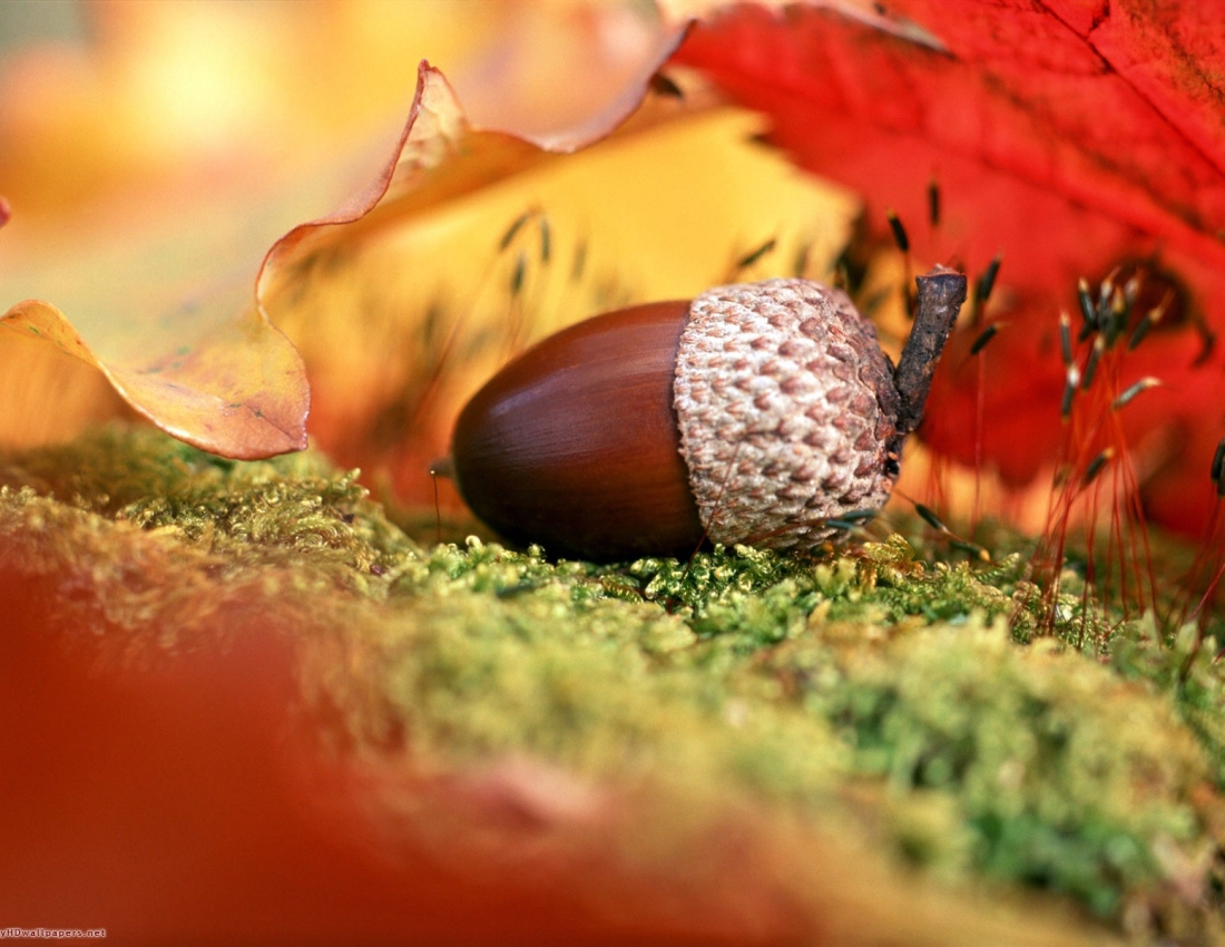 Осінь життя, як і осінь року, треба вдячно приймати