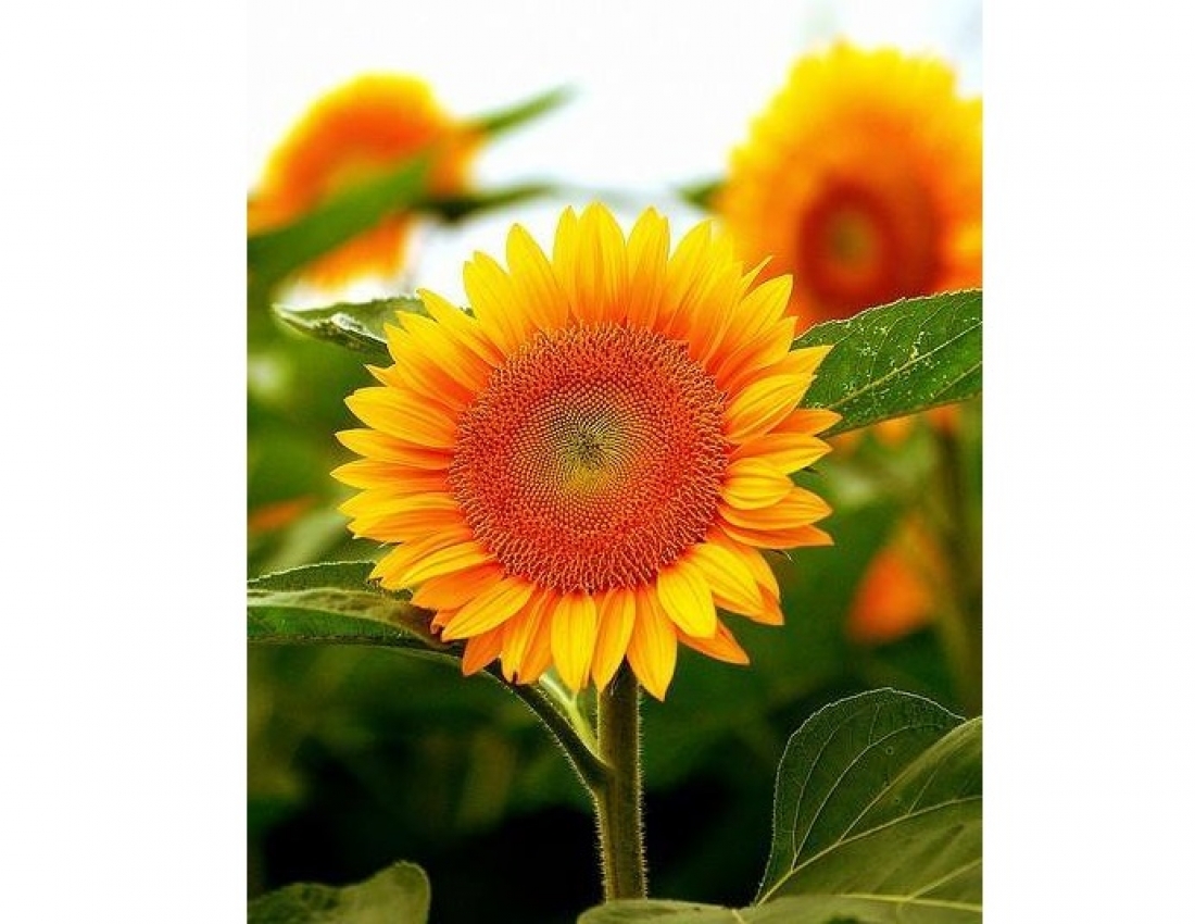 А день - мов казка: у ньому всі переливи сонця!