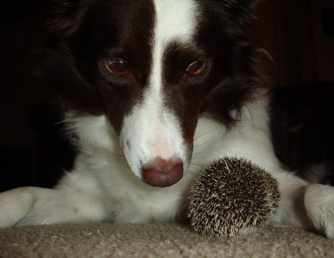 Дивовижні і колючі